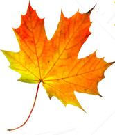 Maple Leaf in de herfst symboliseert het verhaal van deze trouwringen